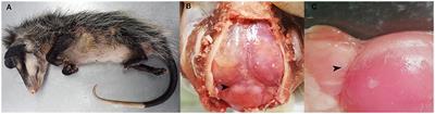 Case report: First documented case of cerebral angiostrongyliasis caused by Angiostrongylus costaricensis in a free-ranging opossum